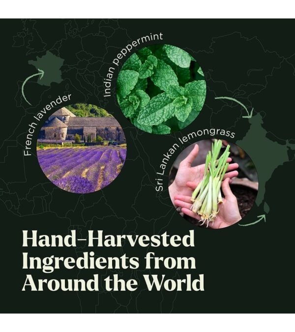 img-98fddc7b496419541bc153834ee4a251 Essential Oils Set – Top 6 Organic Blends for Diffusers, Home Care, Candle Making, Fragrance, Aromatherapy, Humidifiers, Gifts – Peppermint, Tea Tree, Lavender, Eucalyptus, Lemongrass, Orange (10mL)